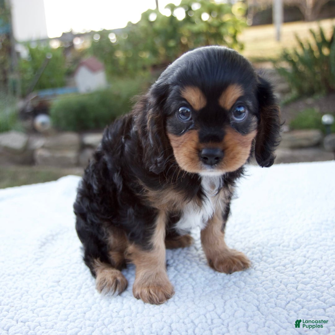 Cavalier King Charles Spaniel dogs for sale: Cooper - Image 1