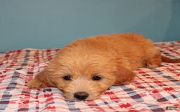  dogs for sale: Mini Goldendoodle 5 puppies - Image 15