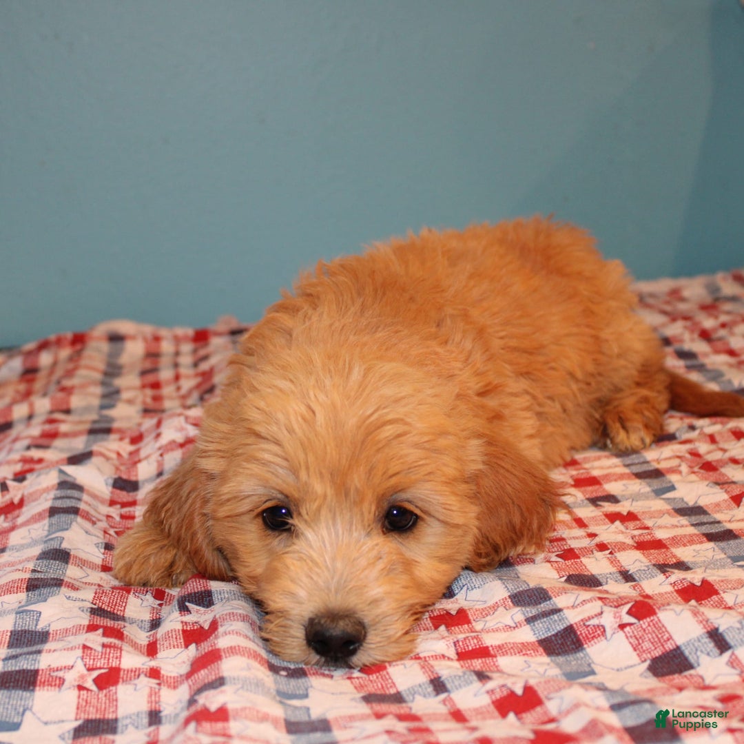  dogs for sale: Mini Goldendoodle 5 puppies - Image 15