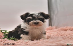 Havanese dogs for sale: Parker - Image 3