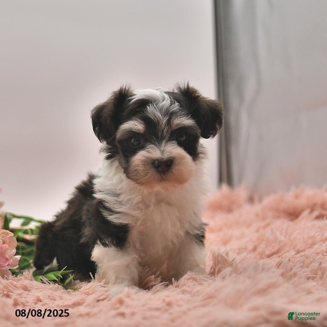 Havanese dogs for sale: Parker - Image 3