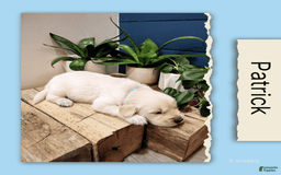 Golden Retriever dogs for sale: Patrick - Image 1