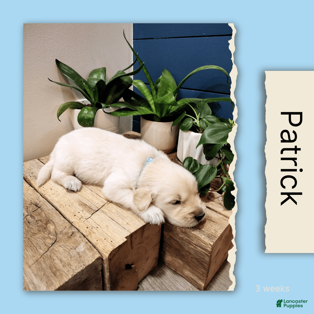 Golden Retriever dogs for sale: Patrick - Image 1