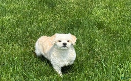 Lhasa Apso dogs for sale: Joey - Image 10