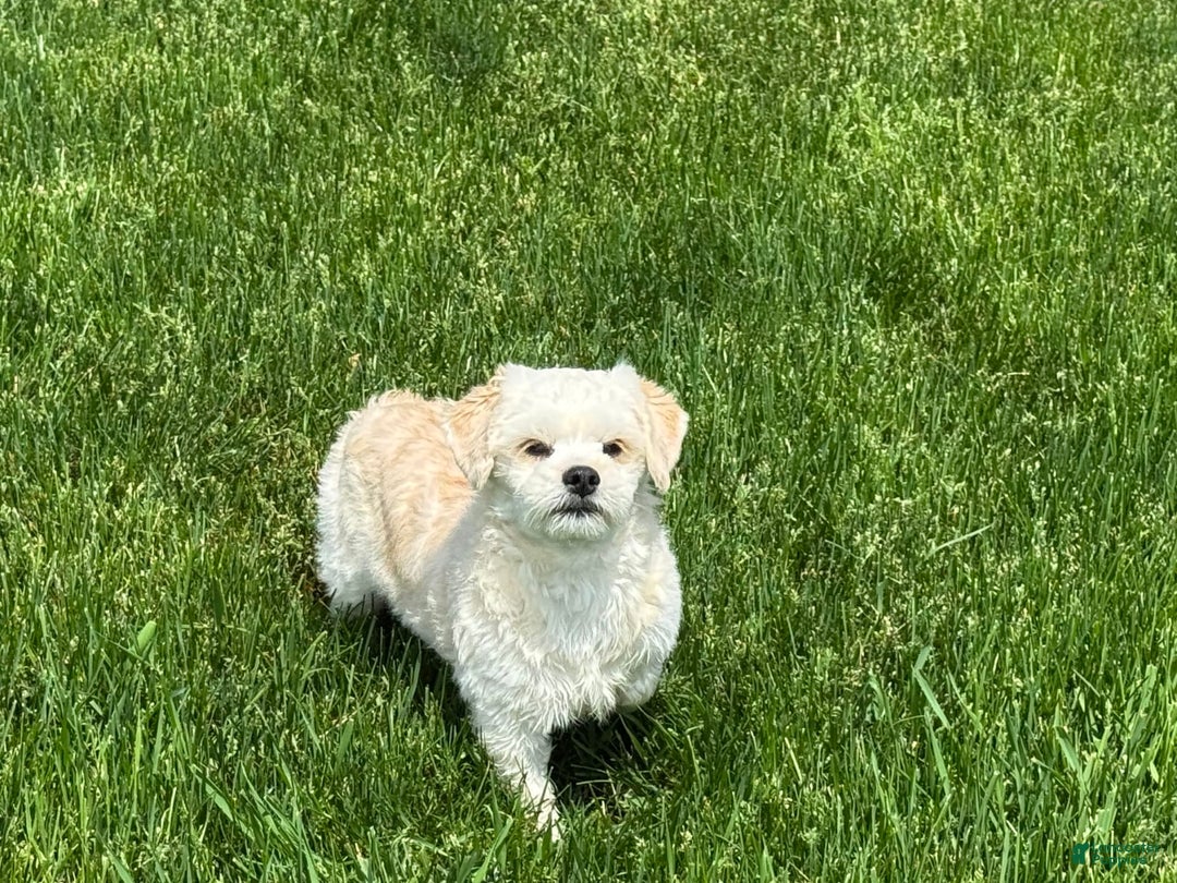 Lhasa Apso dogs for sale: Joey - Image 10