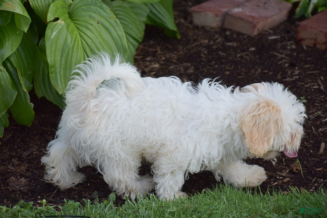 Cavapoo dogs for sale: Harmony - Image 2