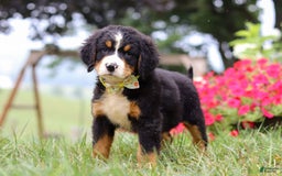Bernese Mountain Dog dogs for sale: Goliath - Image 4