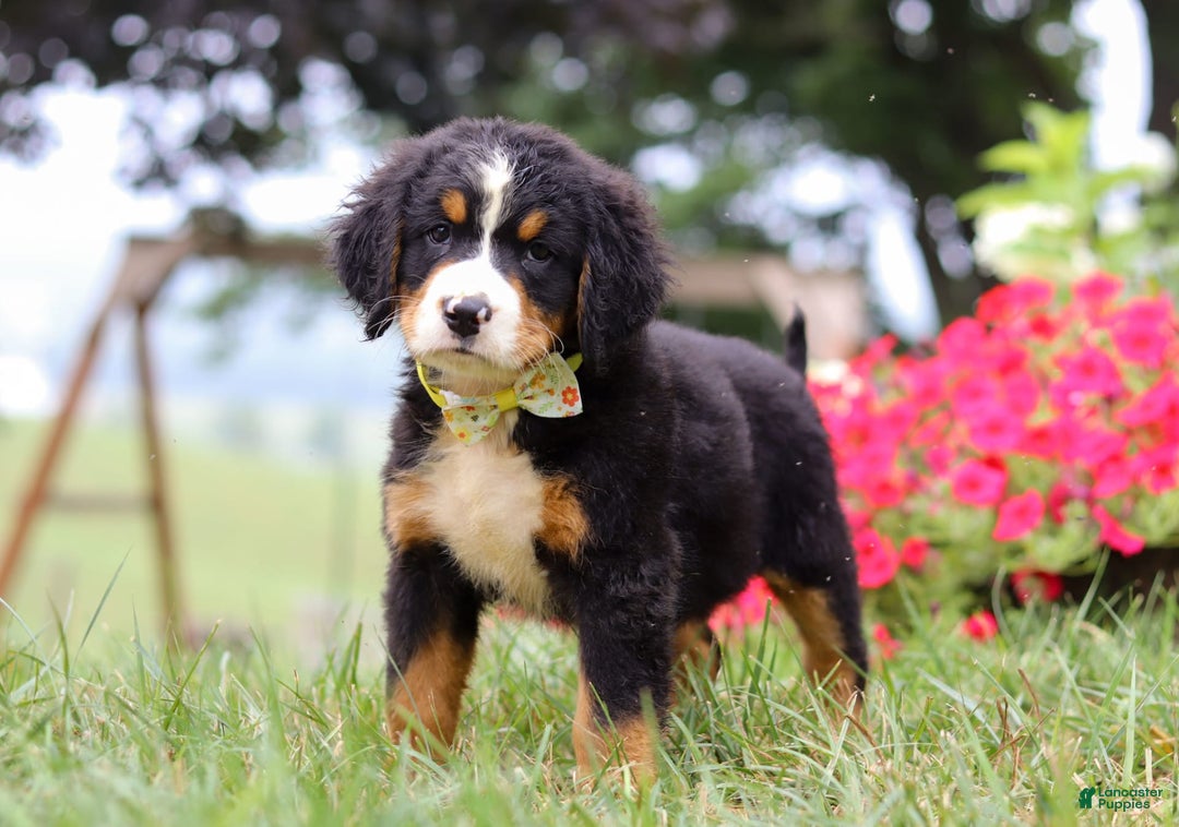 Bernese Mountain Dog dogs for sale: Goliath - Image 4