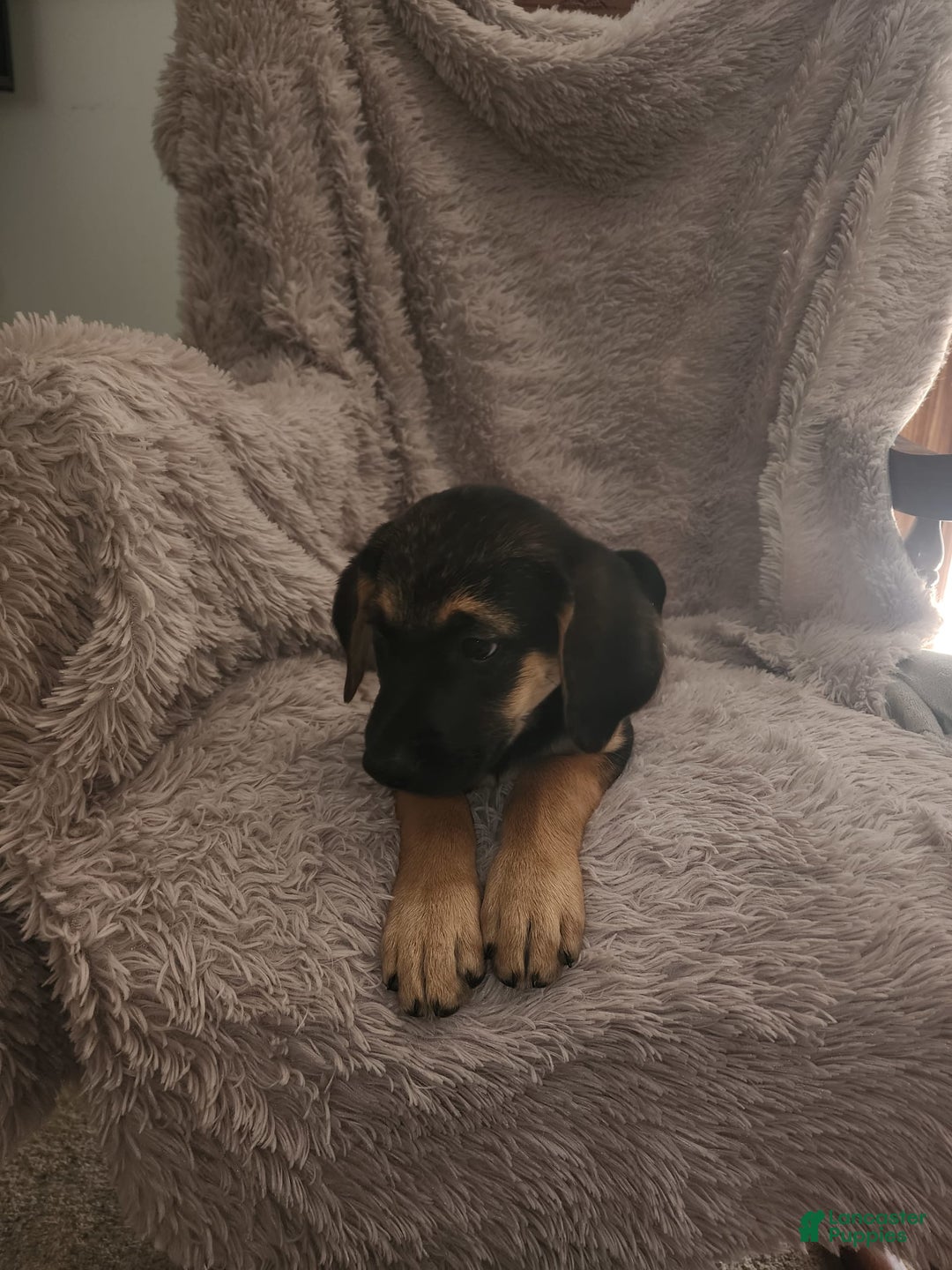 German Shepherd dogs for sale: Female - Image 3