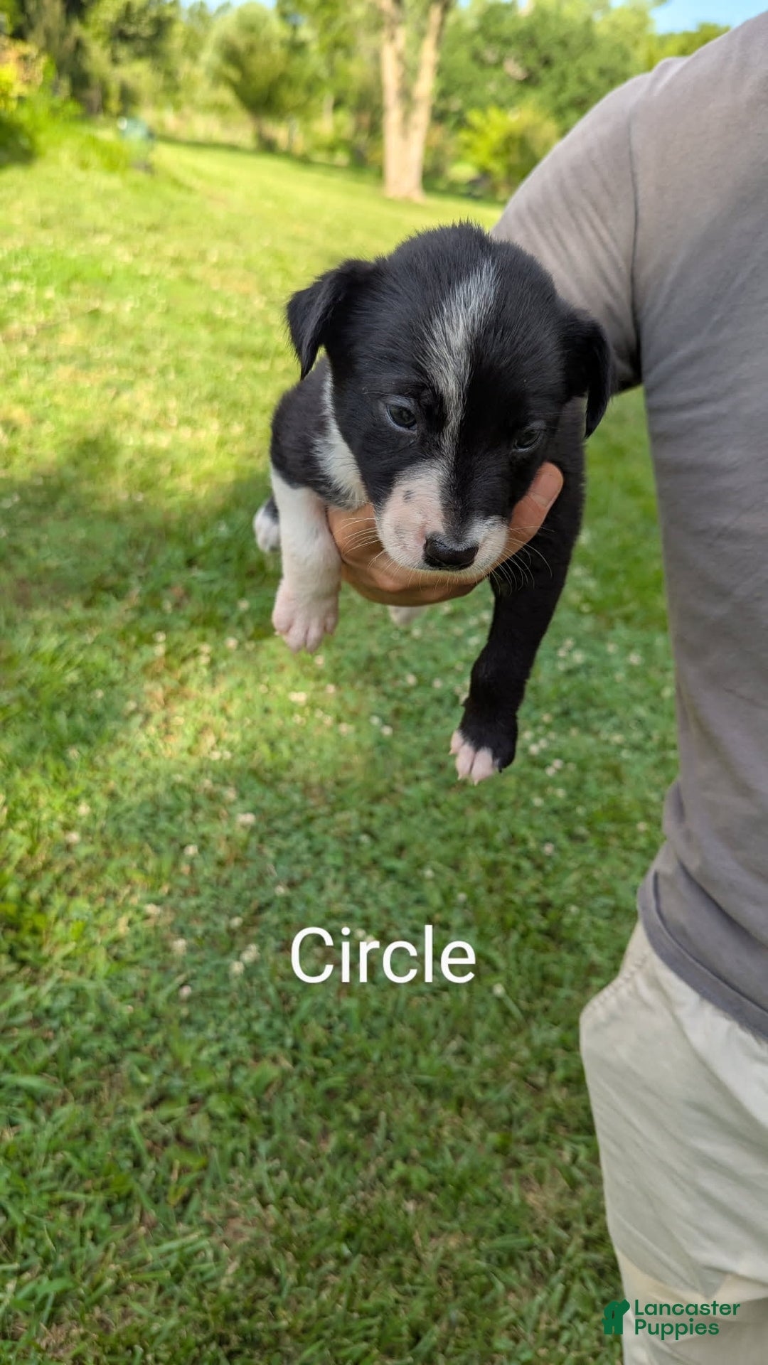 Border Collie dogs for sale: Circle - Image 2