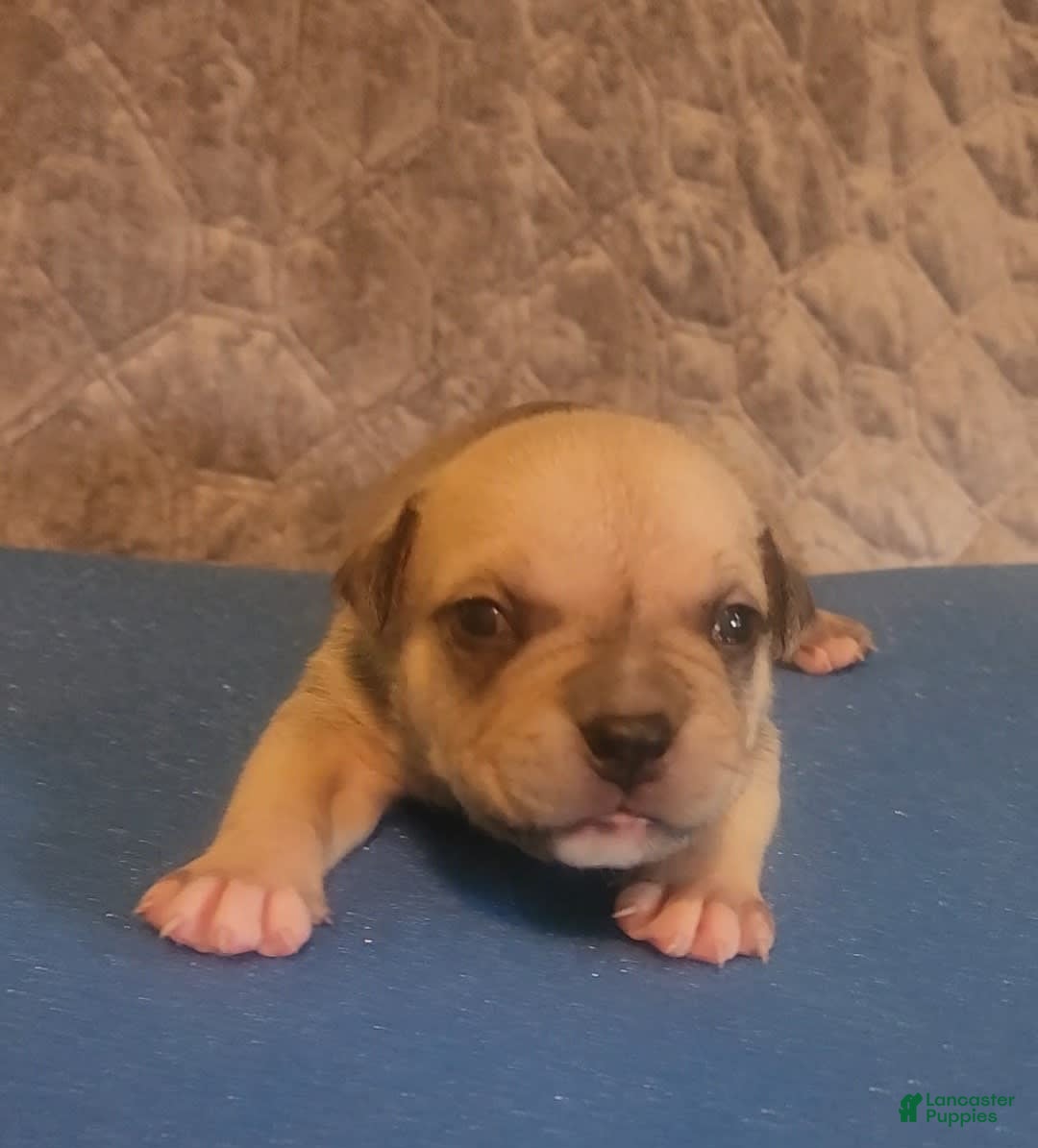 American Bully dogs for sale: National Champion Jack - Image 6