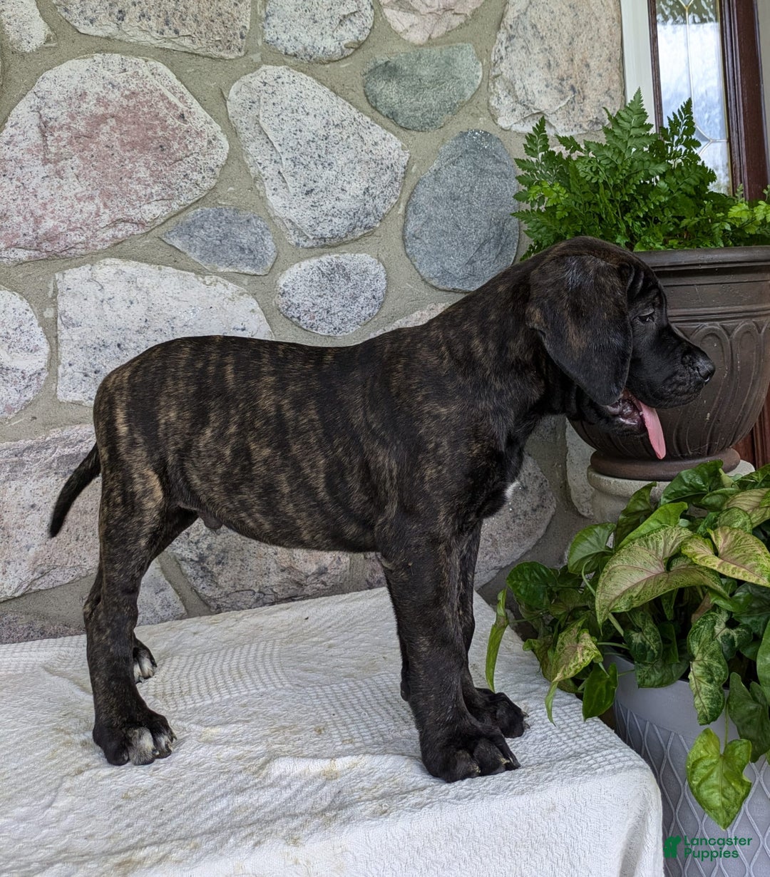 English Mastiff dogs for sale: Berkley - Image 3