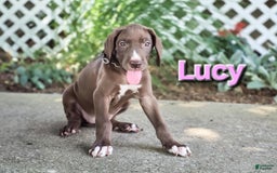 Great Dane dogs for sale: Lucy - Image 4