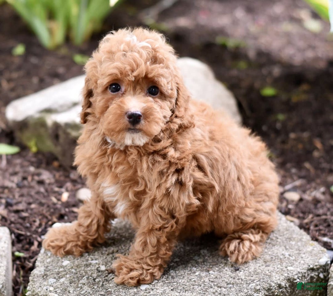 Miniature Poodle dogs for sale: Lucy - Image 8