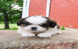 Shih Tzu dogs for sale: Dallas - Image 12
