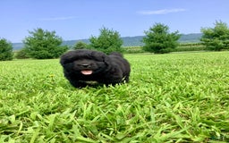 Newfoundland dogs for sale: Dallas - Image 1