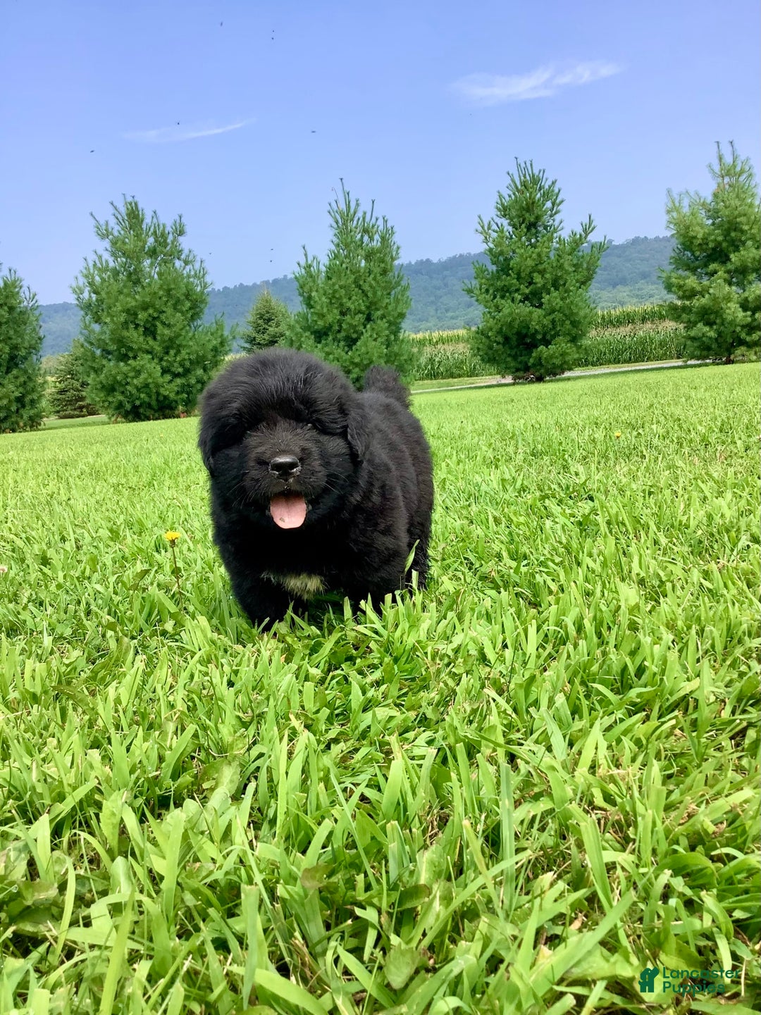 Newfoundland dogs for sale: Dallas - Image 1