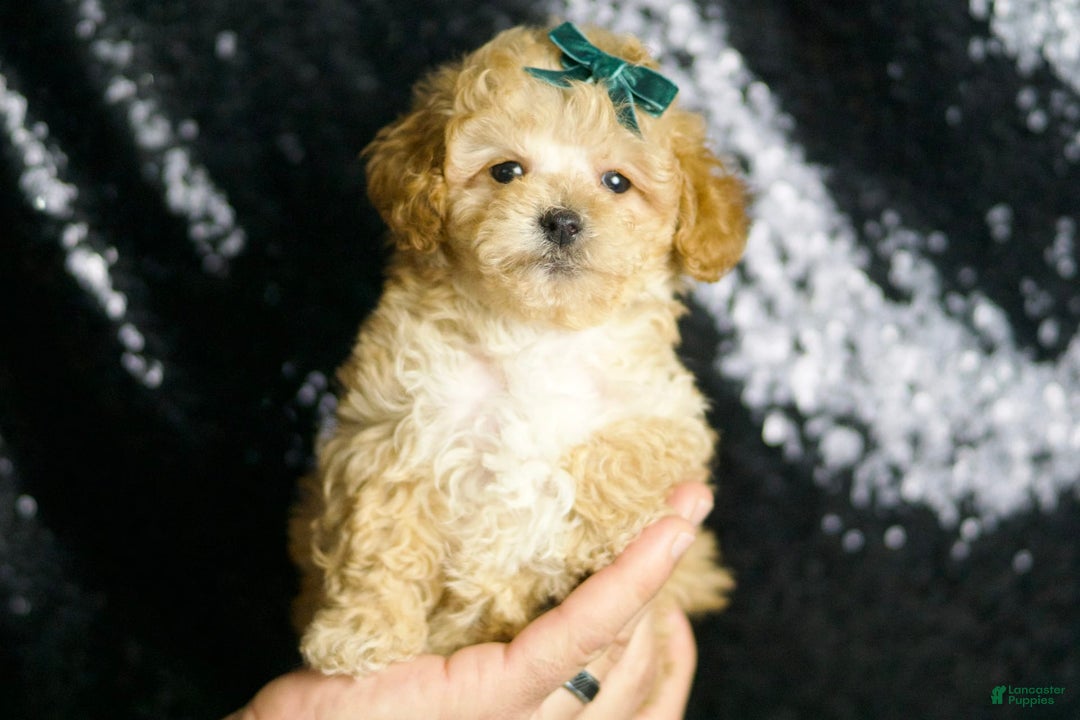 Maltipoo dogs for sale: Maltipoo 4 puppies - Image 6
