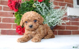 Cavapoo dogs for sale: Angie - Image 3