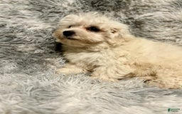 Maltipoo dogs for sale: Buddy - Image 3