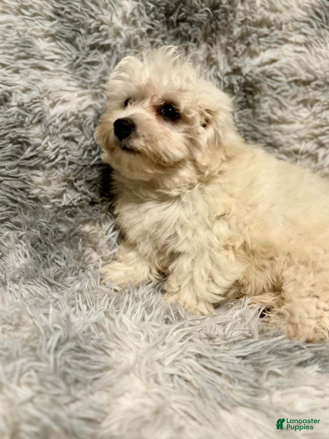 Maltipoo dogs for sale: Buddy - Image 3
