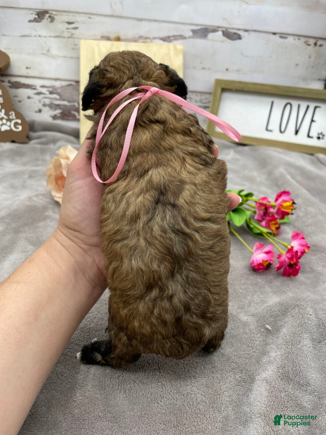Miniature Poodle dogs for sale: Tara - Image 9