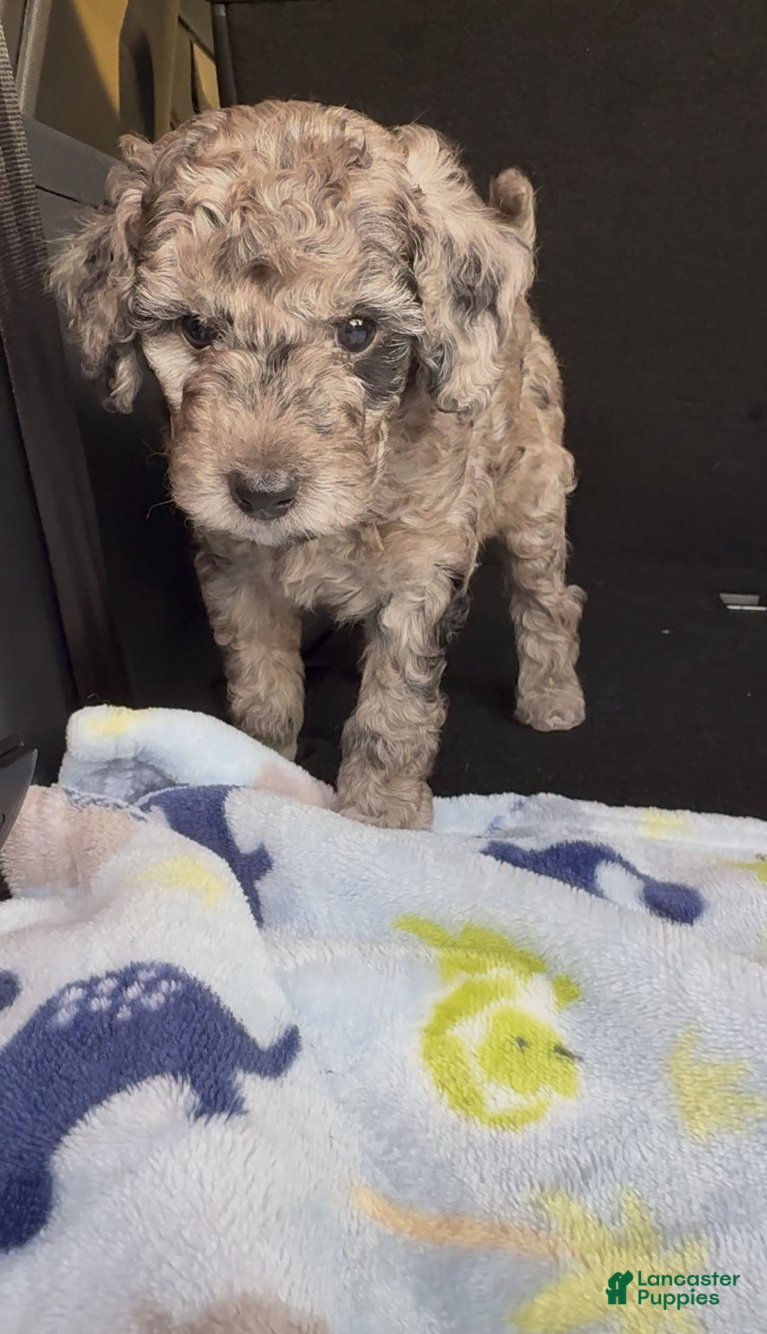 Miniature Poodle dogs for sale: Fredrick - Image 4