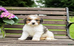 Mini Bernedoodle dogs for sale: Maggie - Image 2