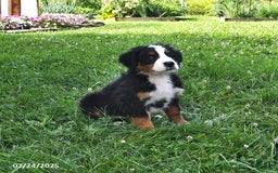Bernese Mountain Dog dogs for sale: Lael - Image 7