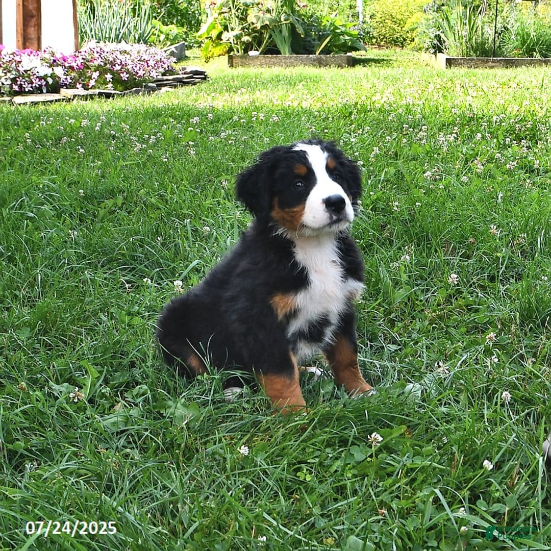 Bernese Mountain Dog dogs for sale: Lael - Image 7