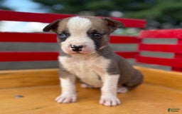 Boxer dogs for sale: Boxer 7 puppies - Image 4