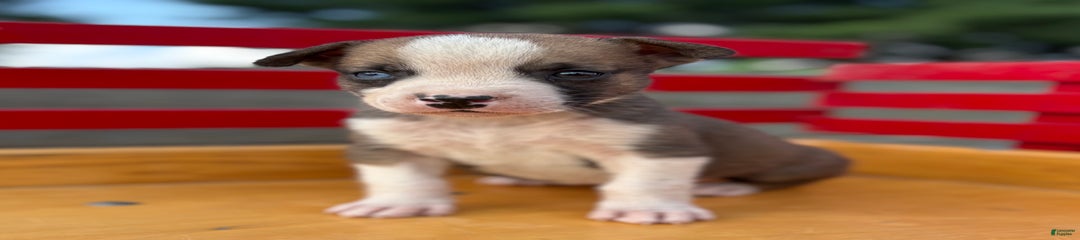 Peter