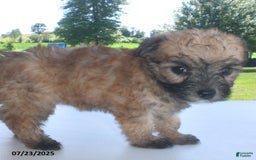 Yorkiepoo dogs for sale: Sally - Image 2