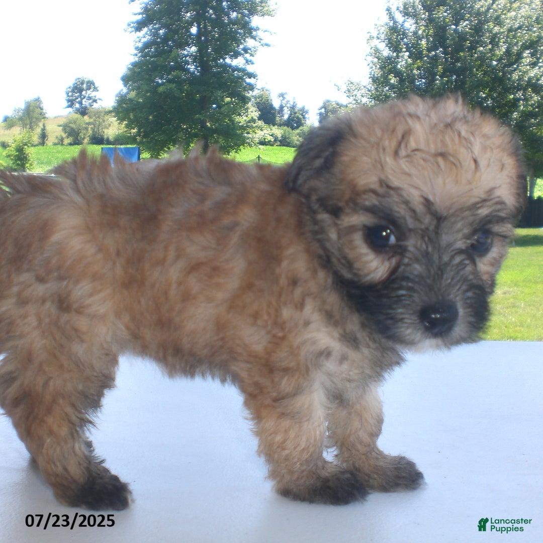Yorkiepoo dogs for sale: Sally - Image 2