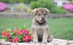 German Shepherd dogs for sale: Angus - Image 2