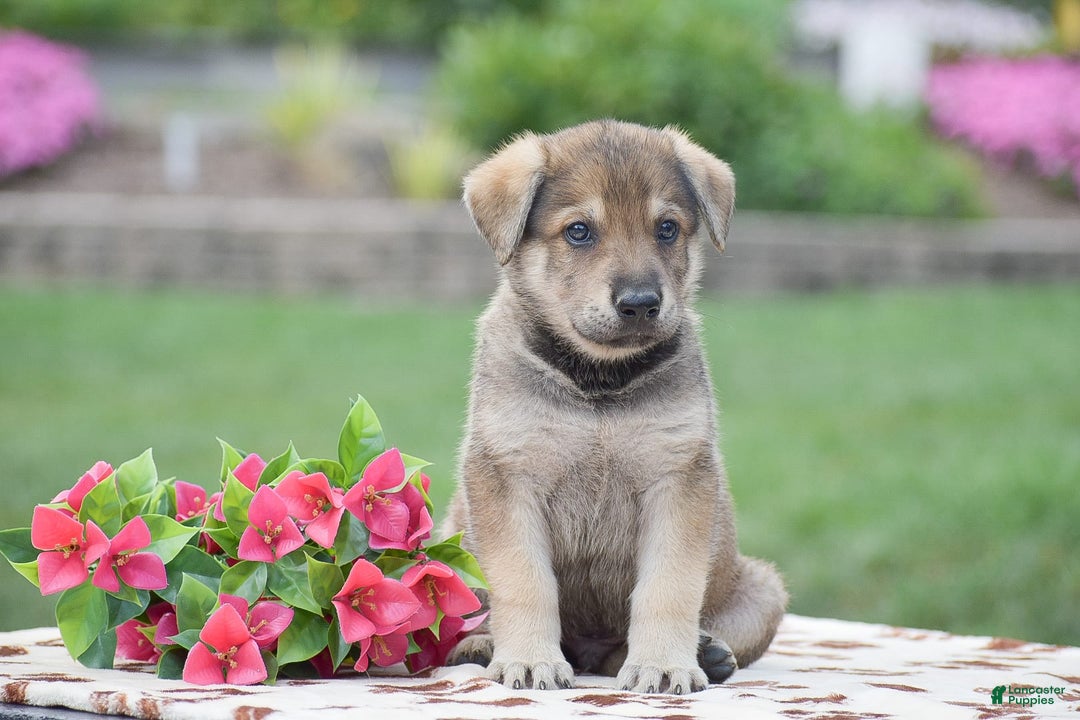 German Shepherd dogs for sale: Angus - Image 2