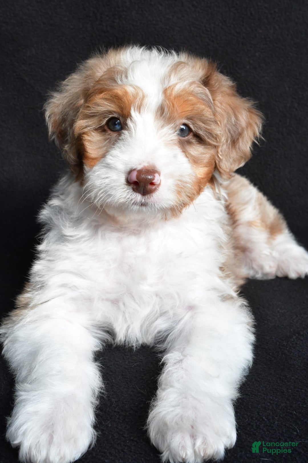 Mini Aussiedoodle dogs for sale: Julia - Image 10