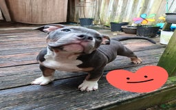 American Bully dogs for sale: Rose Col - Image 11