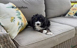 Bernedoodle dogs for sale: Kayden - Image 1