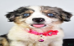 Mini Aussiedoodle dogs for sale: April - Image 10