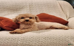 Maltipoo dogs for sale: Teddy - Image 16