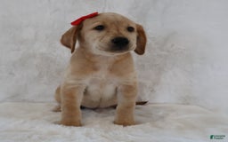 Labrador Retriever dogs for sale: Lily - Image 1