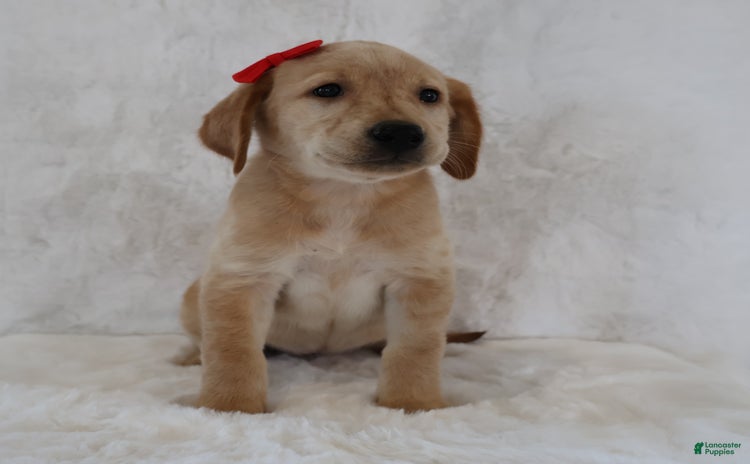 Labrador Retriever dogs for sale - Ad 2