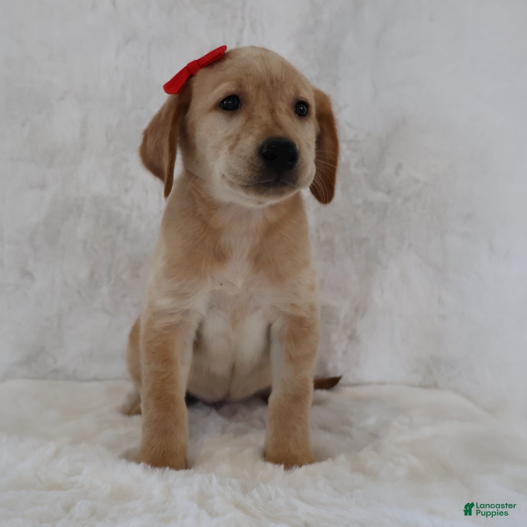 Labrador Retriever dogs for sale: Lily - Image 1