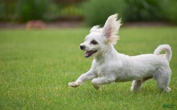Morkie dogs for sale: Conrad - Image 3