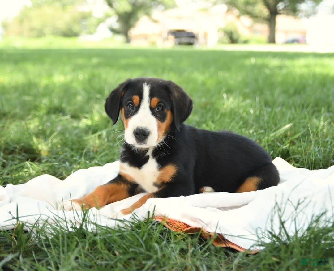 Greater Swiss Mountain Dog dogs for sale: Copper - Image 11