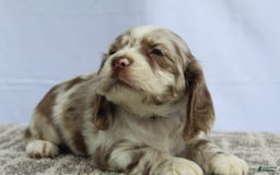 Cocker Spaniel dogs for sale: Reese - Image 2