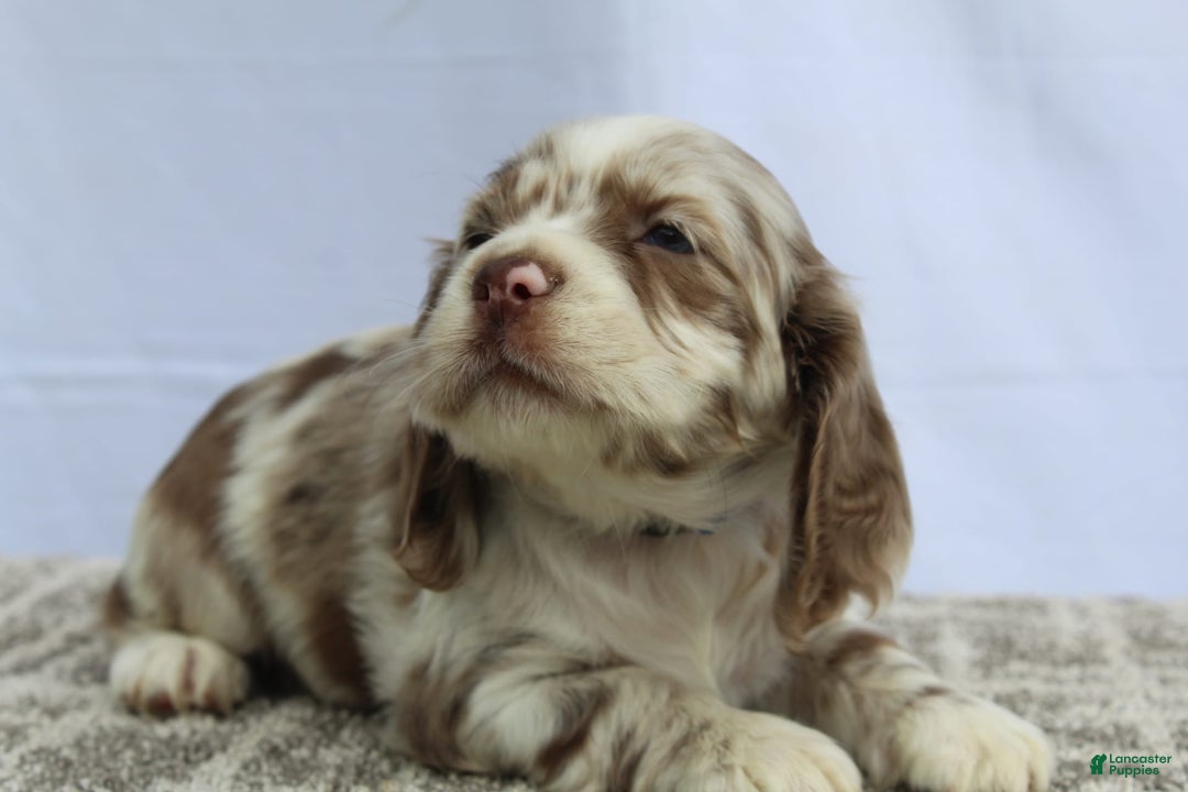 Cocker Spaniel dogs for sale: Reese - Image 2