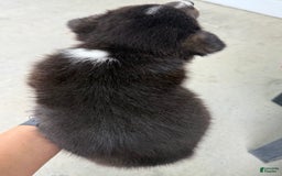 Welsh Corgi Pembroke dogs for sale: Welsh Corgi (Pembroke) 4 puppies - Image 8