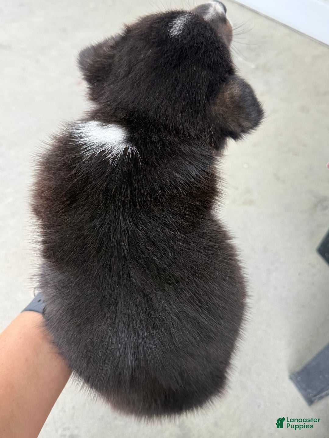 Welsh Corgi Pembroke dogs for sale: Welsh Corgi (Pembroke) 4 puppies - Image 8